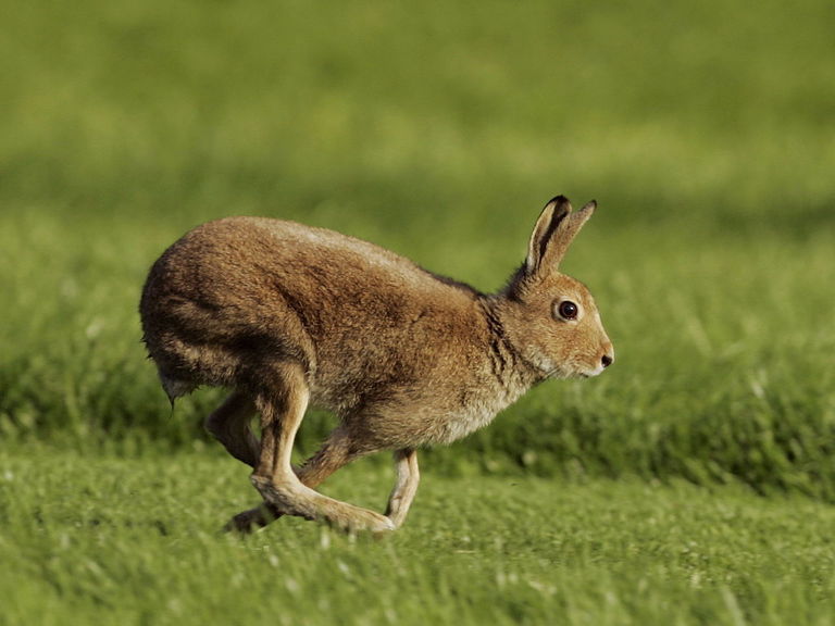 PHOTOS ECHL s Greenville Road Warriors Rebrand As Swamp Rabbits photos-echl-s-greenville-road-warriors-rebrand-as-swamp-rabbits