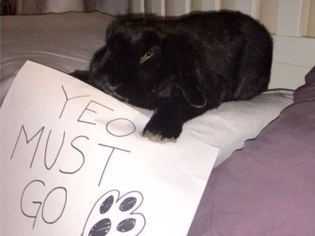 Zenon Konopka and his rabbit call for Wild coach Yeo's ouster