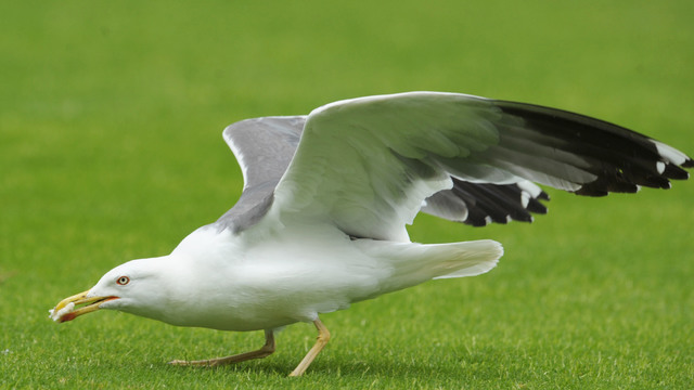 VIDEO: Flock of seagulls invades Pirates-Astros game