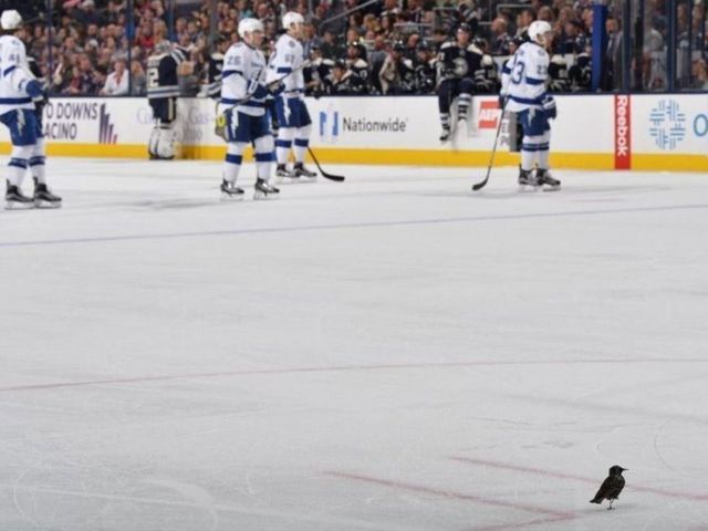 PHOTO: Bird lands on ice during Lightning-Blue Jackets