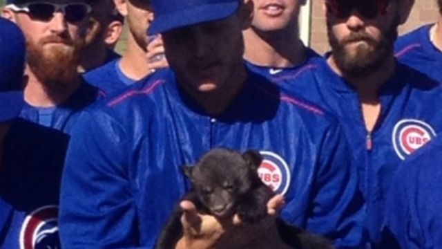 PHOTOS: Baby cubs visit Cubs camp, pee on Rizzo