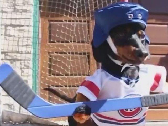 VIDEO: Dachshunds re-enact Leafs-Canadiens rivalry