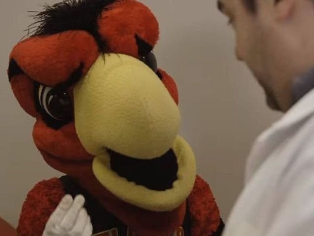 Harry the Hawk diagnosed with groin trauma