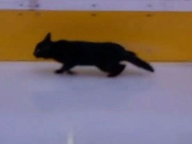 Sharks send black cat past Predators' bench