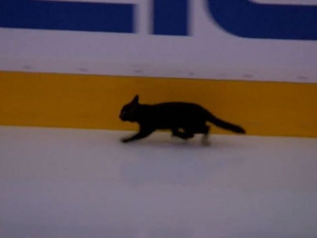 Cat safe and sound after running on ice before Game 1 in San Jose