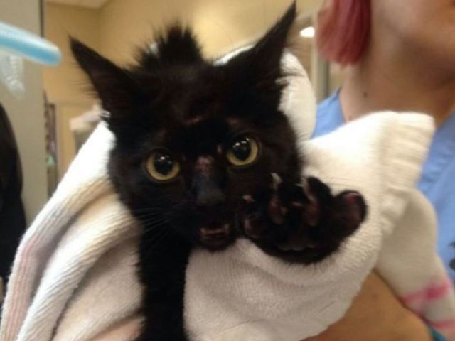 Sharks' mysterious cat transferred to local animal shelter