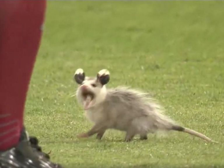 Watch Possum Delays LSU Baseball Game Sparks Late Rally TheScore watch-possum-delays-lsu-baseball-game-sparks-late-rally-thescore