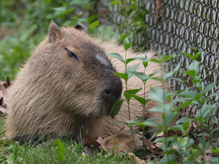 Rio 2016 golf course overrun by capybaras, other wildlife