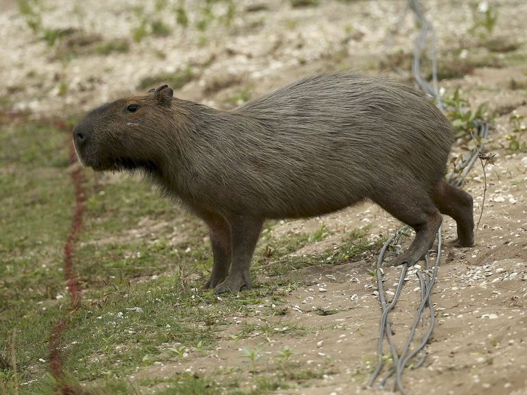 Capybara roams fairway as golf begins at Rio 2016 | theScore.com