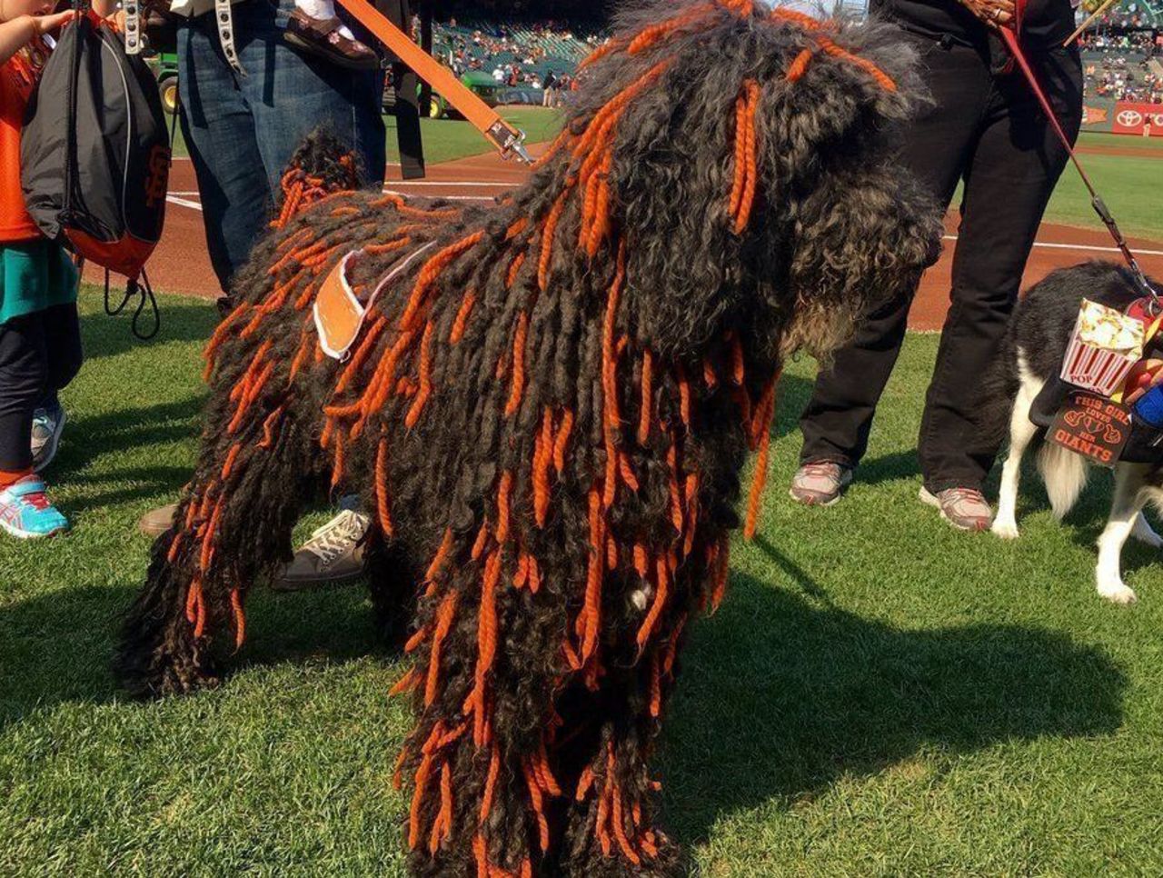 SFGDogDays  Sf giants, San francisco giants, Pets