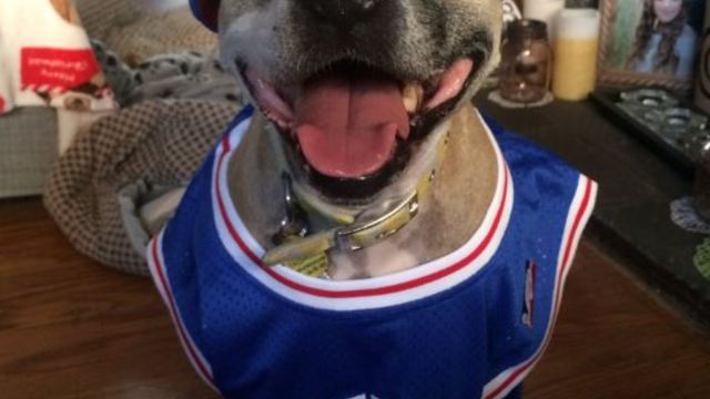 NBA teams celebrate National Dog Day on Twitter