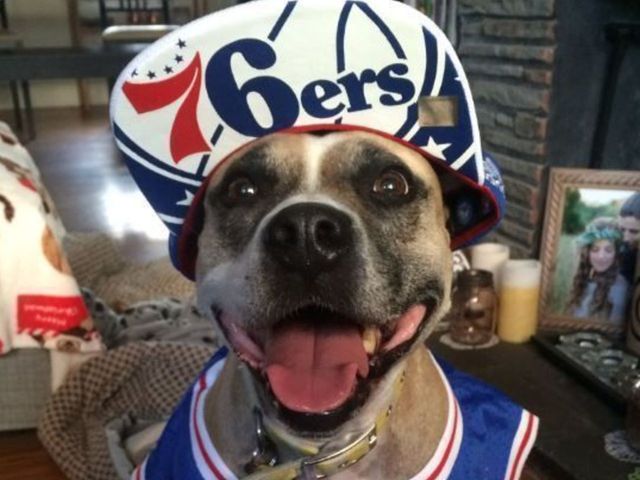 NBA teams celebrate National Dog Day on Twitter