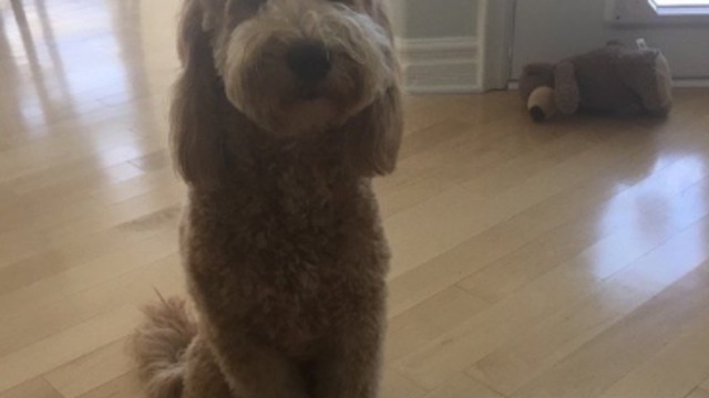 NHLers celebrate #NationalDogDay