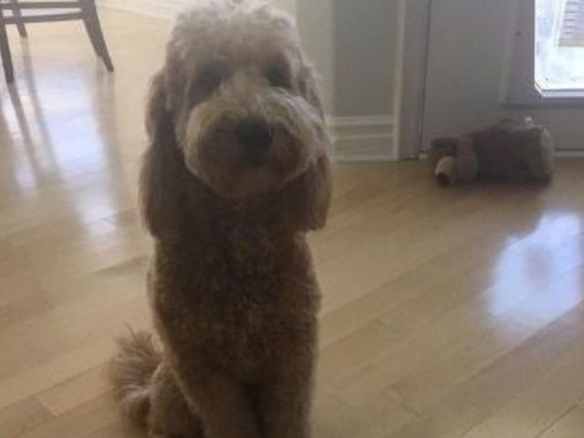 NHLers celebrate #NationalDogDay
