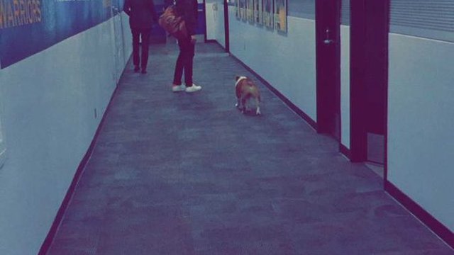 Watch: Klay Thompson's dog Rocco visits Warriors' locker room