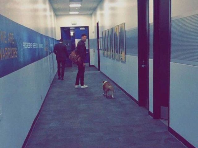 Watch: Klay Thompson's dog Rocco visits Warriors' locker room