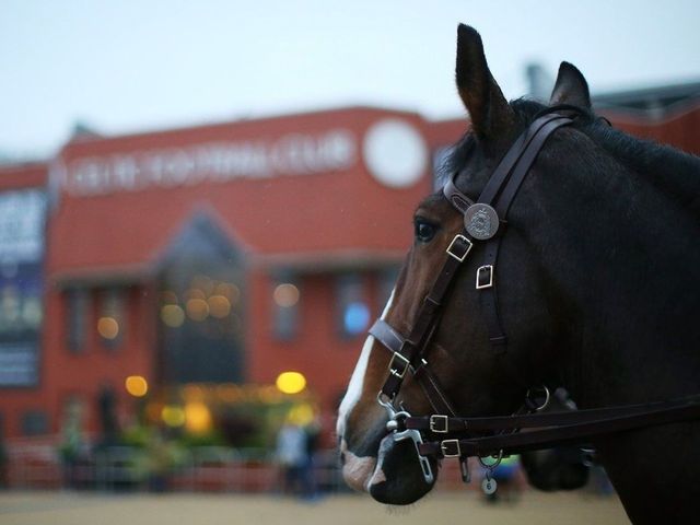 Giddy up: Celtic fan chucks burger at police horse