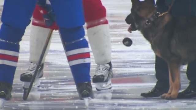 Dog conducts ceremonial faceoff before KHL game
