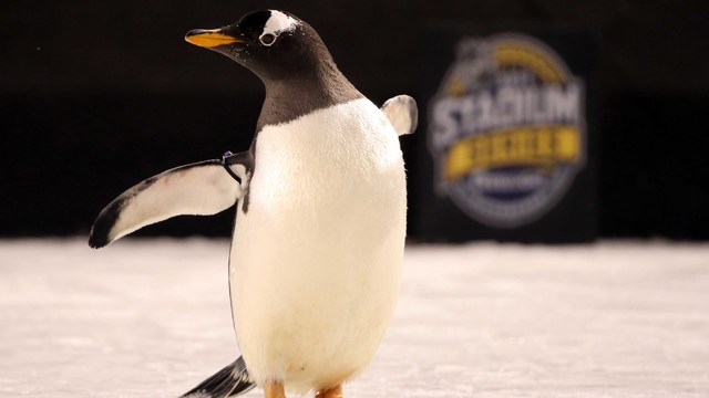 10 photos from the Penguins' Stadium Series win over Flyers