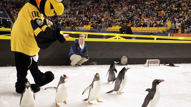 PETA pleads with Penguins to 'never again' use live animals