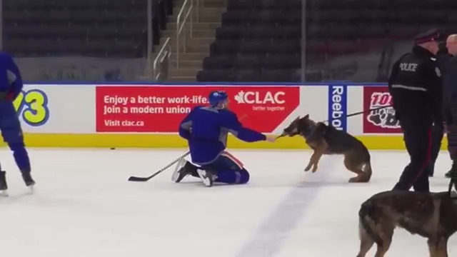 Police dogs practice with Oilers