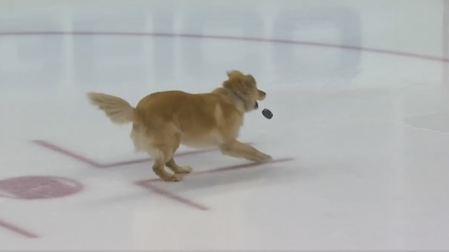 Golden retriever plays fetch with puck before Caps-Coyotes game