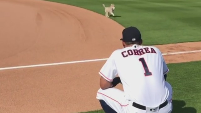 Watch: Astros' Correa plays pepper with puppy