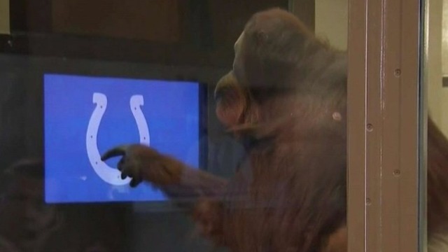 Watch: Orangutan makes several smart draft picks for Colts
