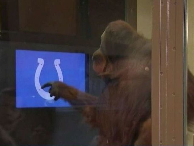 Watch: Orangutan makes several smart draft picks for Colts