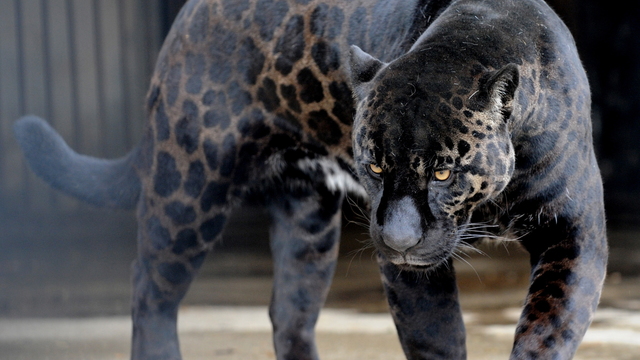 Exposing the NFL's biggest secret: Panthers, Jaguars are the same animal