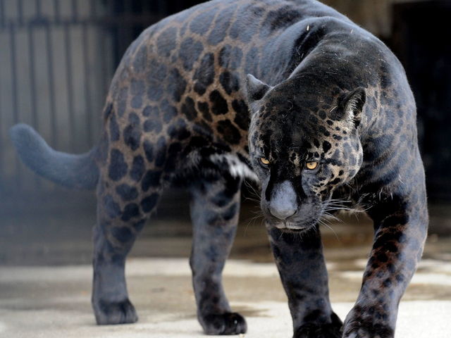Exposing the NFL's biggest secret: Panthers, Jaguars are the same animal