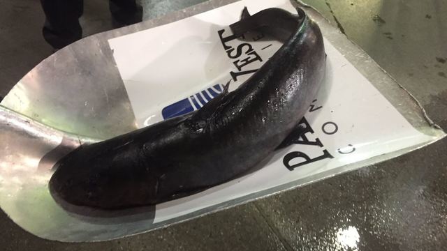 Look: Huge catfish thrown on ice prior to Game 2 between Ducks, Preds
