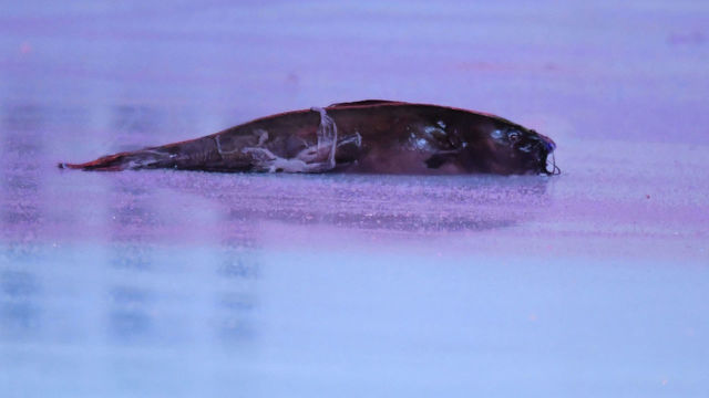 Report: Game 1 catfish-tosser charged with possessing an instrument of a crime
