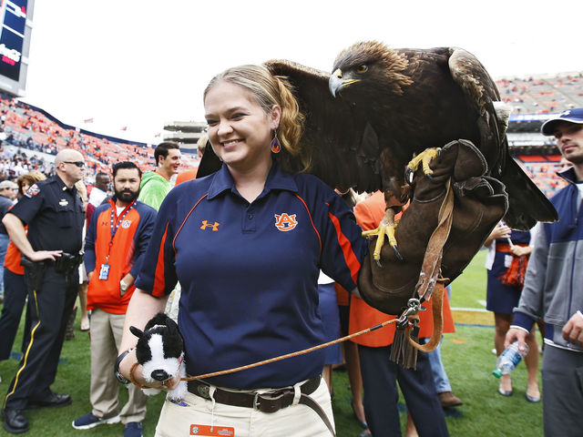 Auburn golden eagle Nova won't fly before games this season