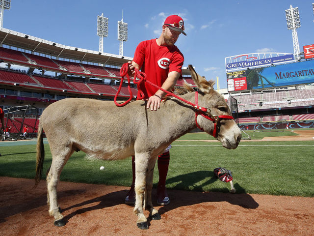 Reds' Cozart gets 1st look at future life as donkey owner