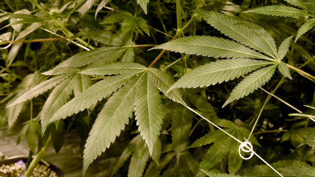 Report: NFL offers to study marijuana for pain management with NFLPA