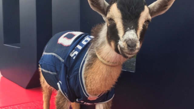 Patriots celebrate Brady's 40th birthday with baby goats