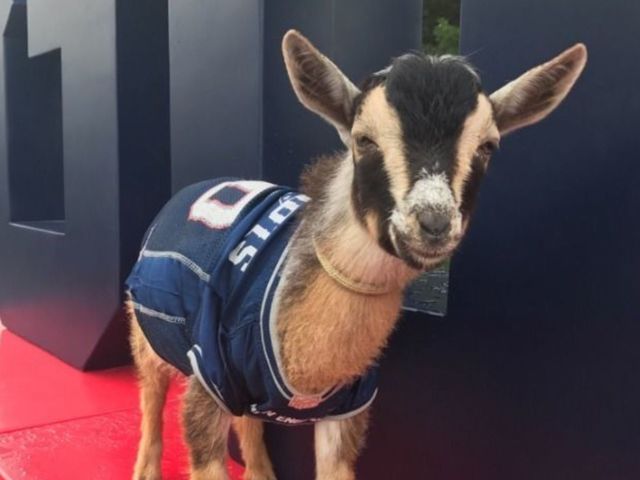 Patriots celebrate Brady's 40th birthday with baby goats