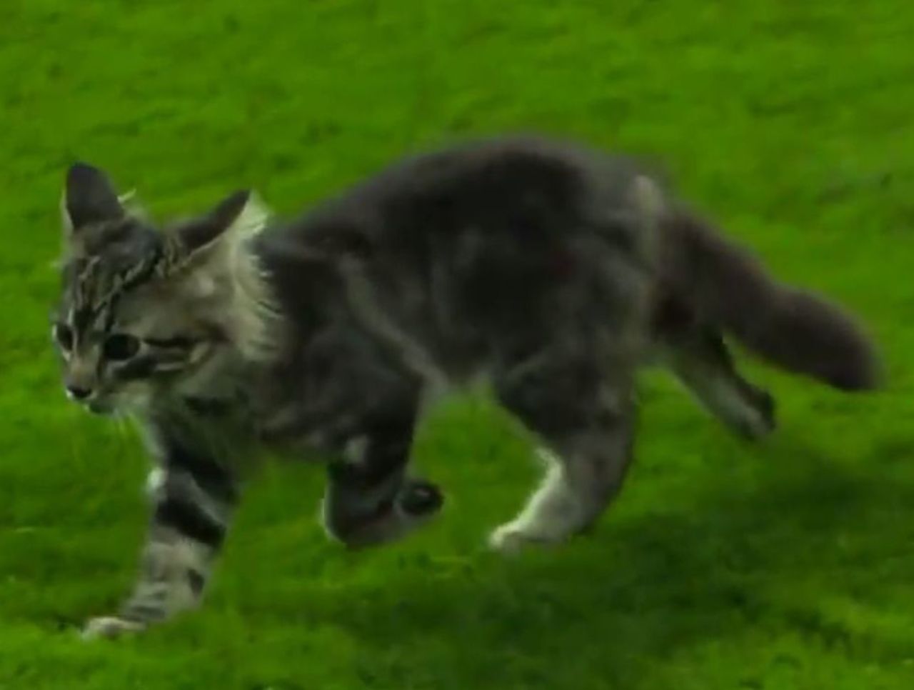 Cardinals Holding Rally Cat Appreciation Day In September Thescore Com