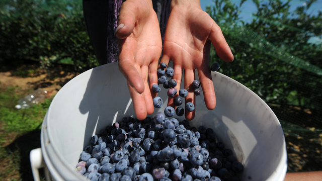 New Portland ECHL club considering Wild Blueberries for name