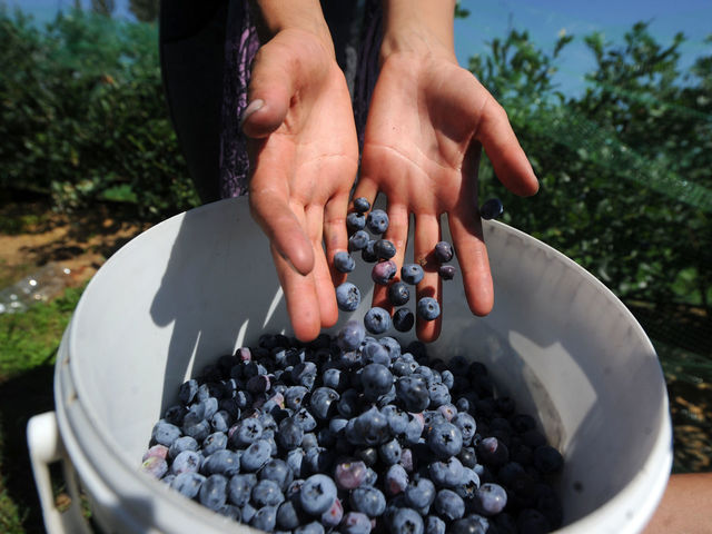 New Portland ECHL club considering Wild Blueberries for name