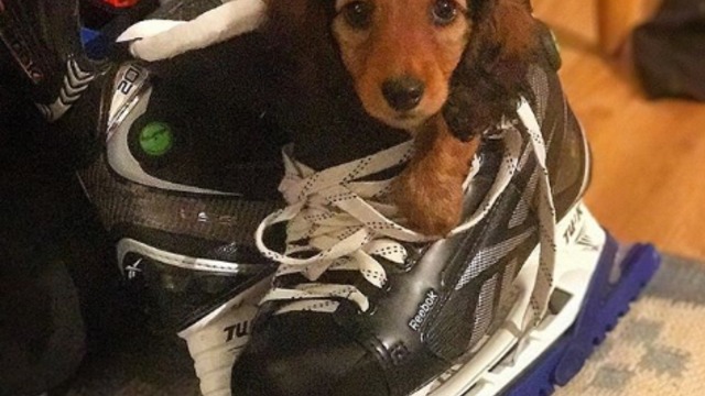 Hampus Lindholm's puppy looks ready to lace 'em up