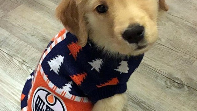 NHL teams celebrate National Dog Day