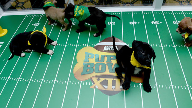 PASADENA, CA - JANUARY 14: The Puppy Bowl Break during Discovery Communications Winter TCA Event on January 14, 2017 in Pasadena, California.