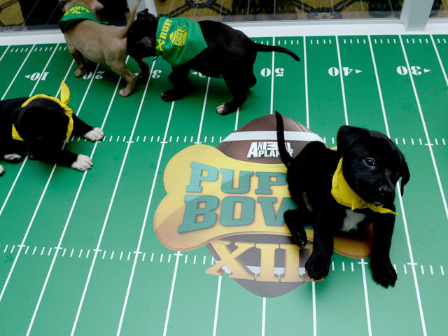 PASADENA, CA - JANUARY 14: The Puppy Bowl Break during Discovery Communications Winter TCA Event on January 14, 2017 in Pasadena, California.