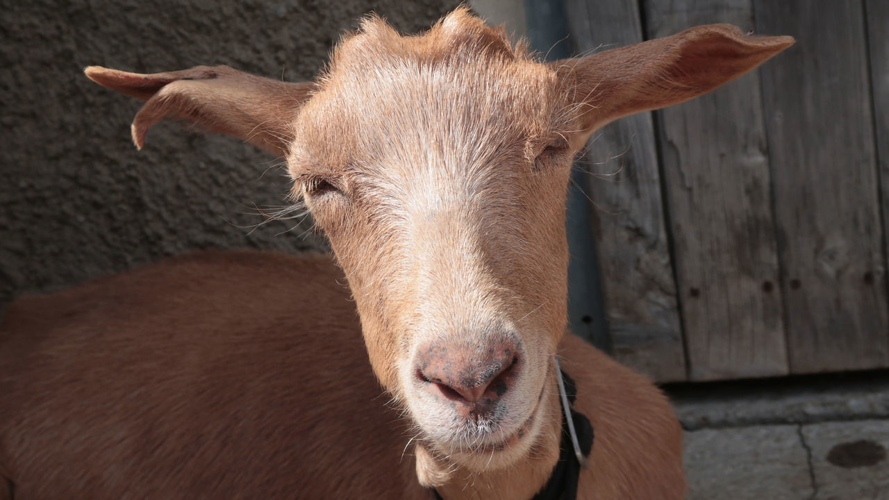 BRAND, AUSTRIA - AUGUST 04: A goat sits outside a hut in the Raetikon mountain range on August 4, 2016 near Brand, Austria. The Raetikon mountains, part of the Central Eastern Alps, straddle the borders between Liechtenstein, Switzerland and Austria in a region where a break-away African tectonic plate has clashed with European sheets, resulting in a rich geology that fosters a wide variety of wildflowers. The mountains, with their Sulzfluh and Schesaplana peaks, are also a popular destination for hikers and climbers.