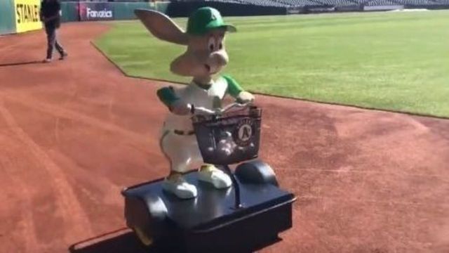 A's bring back baseball-delivering rabbit for 50th anniversary in Oakland