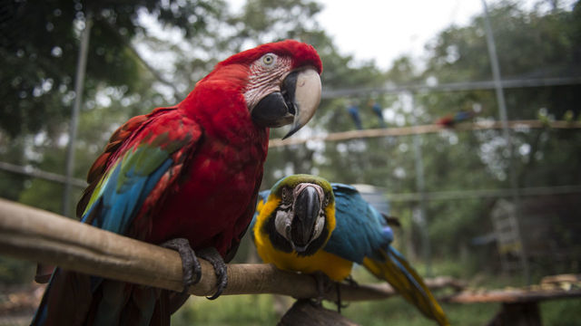 A blue and and a red macaws are pictured inside the 'flight school' aviary where the animals try to adapt to life in nature, in Seropedica,state of Rio de Janeiro, Brazil, on July 18, 2017. Wild animals recovered from illegal trade are treated at the Animal Recovery Center of Ibama (Brazilian Institute of Environment and Renewable Natural Resources) in the city of Seropedica, about 80km from Rio de Janeiro. Ibama's proposal is to return them to nature, but many have poor health conditions or are used to human presence, which makes difficult or even impossible to return them to wilderness. / AFP PHOTO / Mauro PIMENTEL