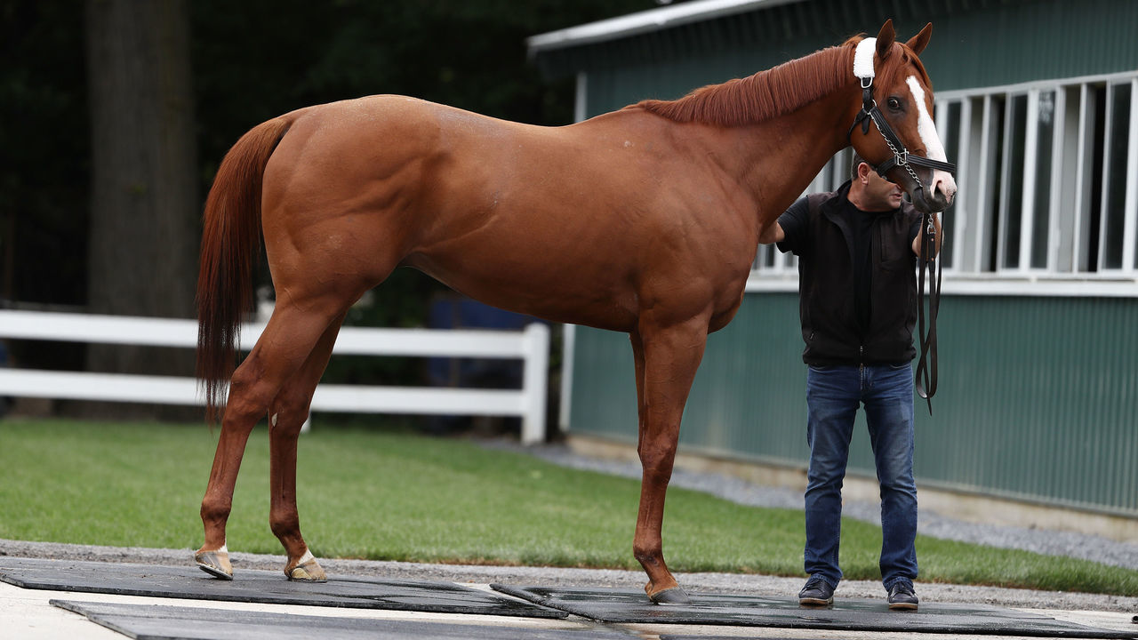 ELMONT, NY - JUNE 06: Triple Crown and Belmont Stakes contender Justify is bathed after arriving prior to the 150th running of the Belmont Stakes at Belmont Park on June 6, 2018 in Elmont, New York.