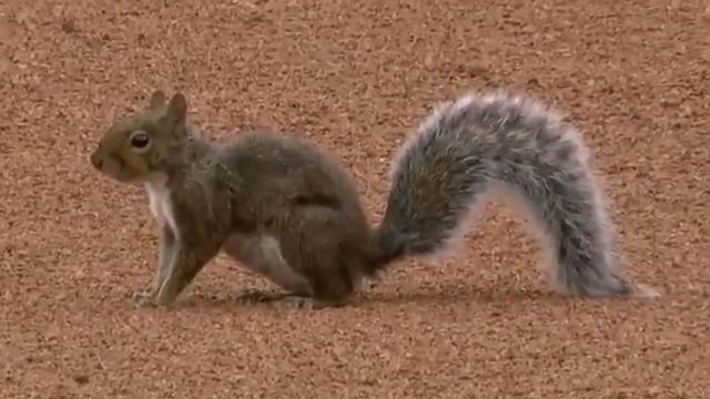 Cardinals score 5 runs after famous 'Rally Squirrel' reappears